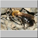 Andrena nitida - Sandbiene w02 12mm Tongrube-OS-Wallenhorst det.jpg